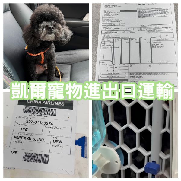 2024/10/10『美國達拉斯』美國達拉斯cargo狗狗貨運飛台灣~~~